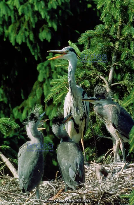 : Heron - at nest with young : Heron - at nest with young