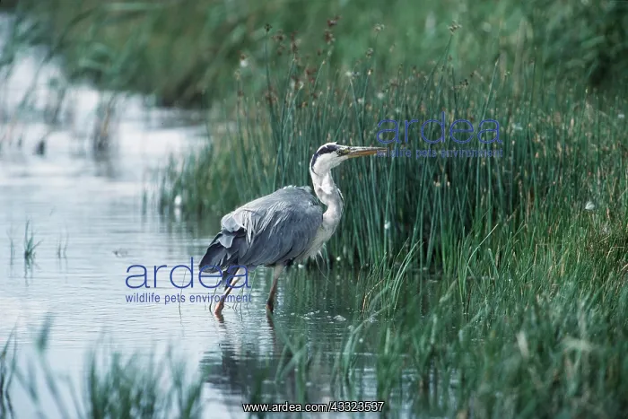 : HERON - in water by reeds : HERON - in water by reeds