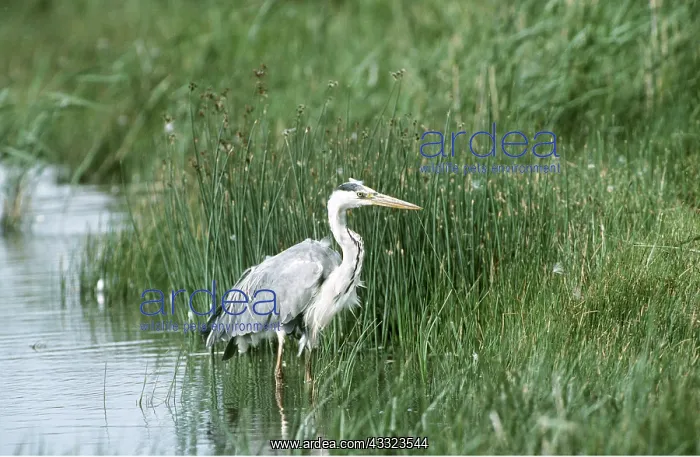 : HERON - in water by reeds : HERON - in water by reeds