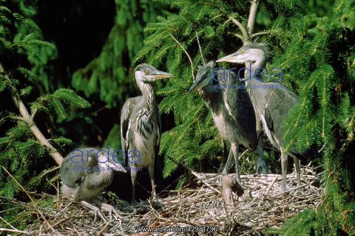  : Heron - young