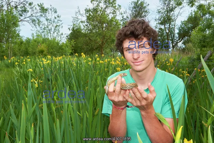 : herpetologist: Lois Rancillac : herpetologist: Lois Rancillac