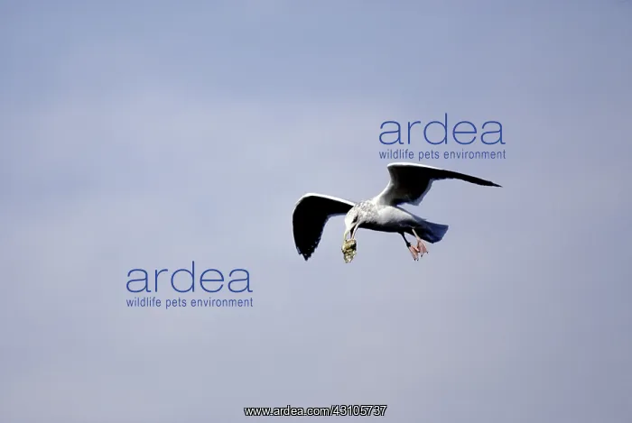: Herriing Gull : Herriing Gull