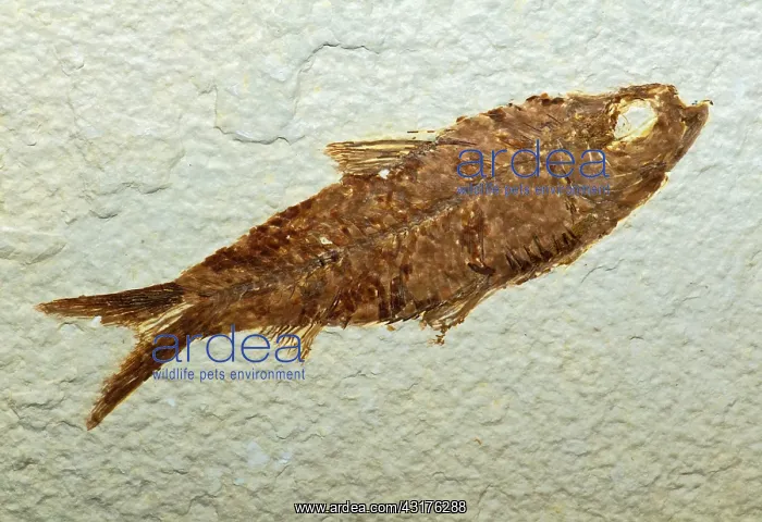  : Herring Fish Fossil