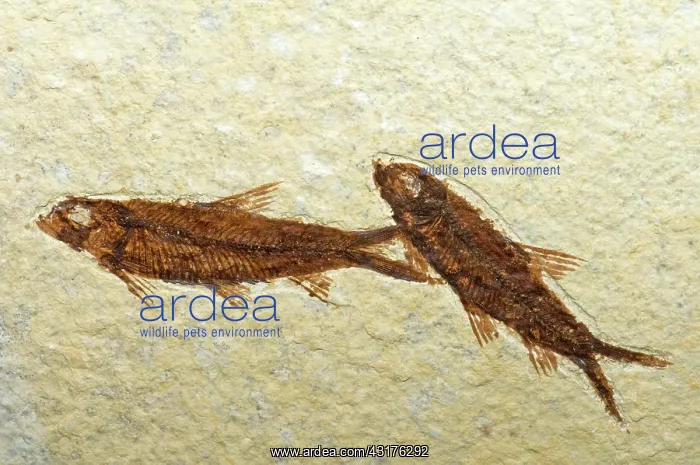 : Herring Fish Fossil : Herring Fish Fossil