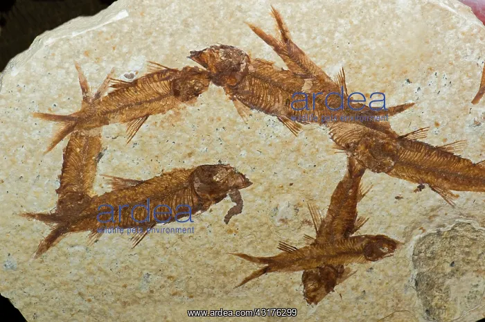 : Herring Fish Fossil : Herring Fish Fossil