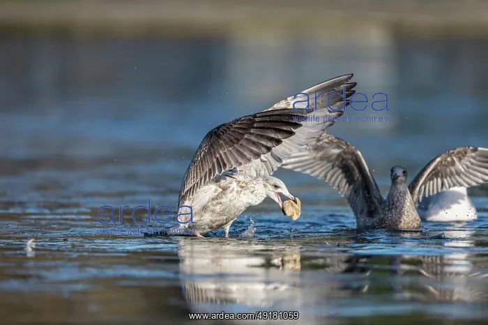  : Herring Gull - 2nd Winter - UK