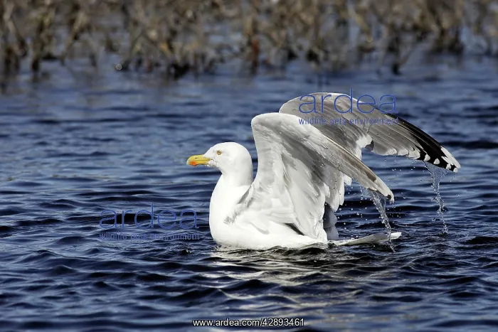 : Herring Gull : Herring Gull