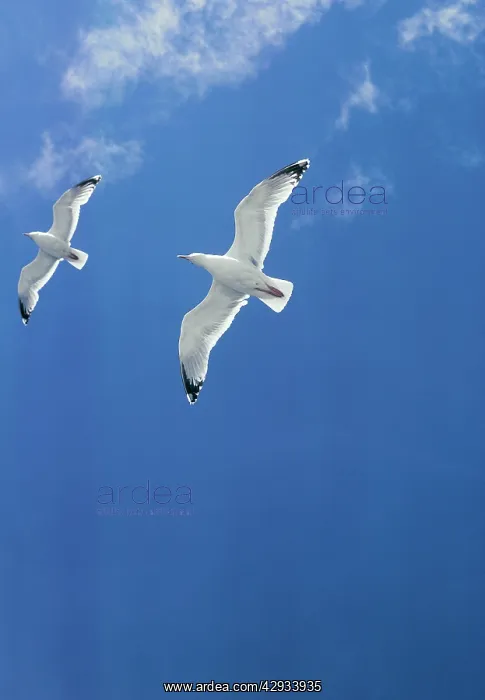 : Herring GULL : Herring GULL