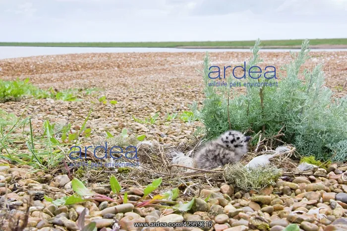 : Herring Gull : Herring Gull