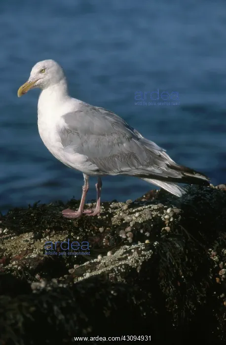 : Herring Gull : Herring Gull