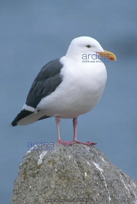 : Herring Gull : Herring Gull