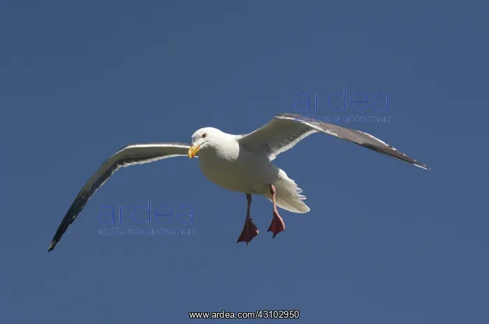 : Herring Gull : Herring Gull
