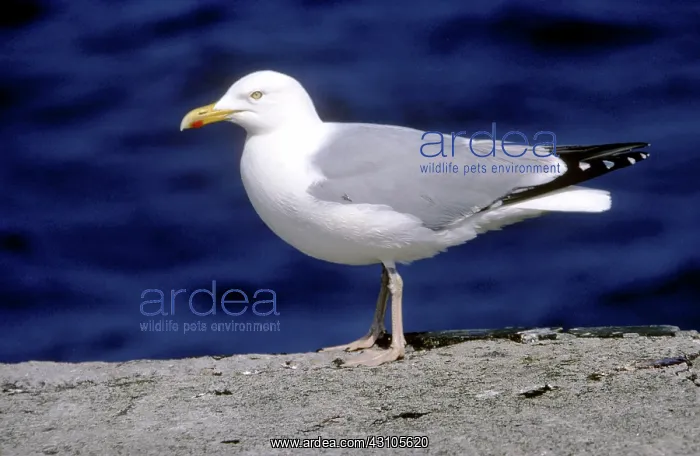 : Herring Gull : Herring Gull