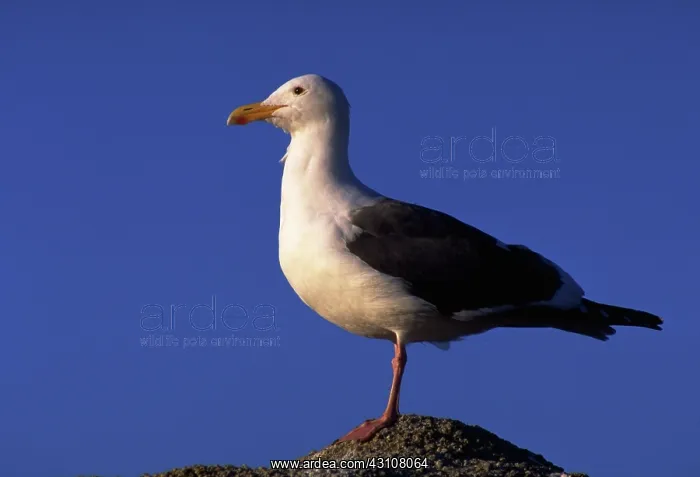 : Herring gull : Herring gull