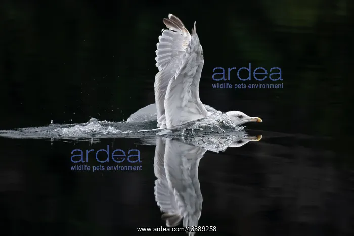 : Herring Gull : Herring Gull