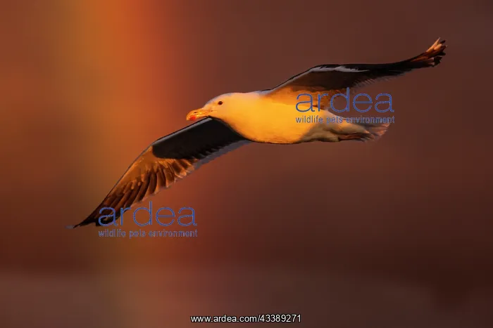 : Herring Gull : Herring Gull