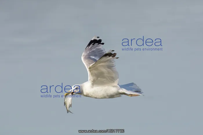 : Herring Gull - adult gull in flight with fish in : Herring Gull - adult gull in flight with fish in