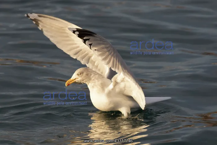 : Herring Gull - adult gull landing - Iceland : Herring Gull - adult gull landing - Iceland