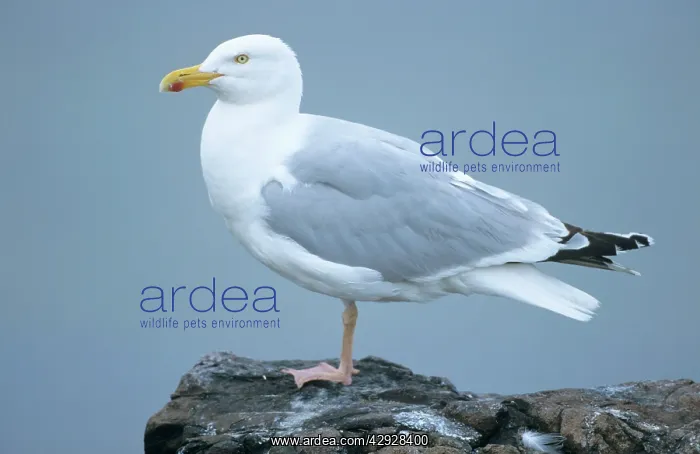 : Herring GULL - Adult resting : Herring GULL - Adult resting