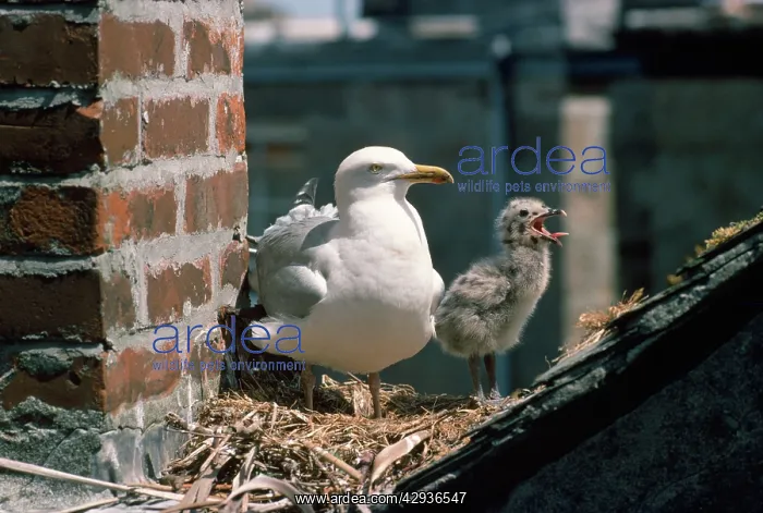 : HERRING GULL - adult in rooftop nest with chick : HERRING GULL - adult in rooftop nest with chick