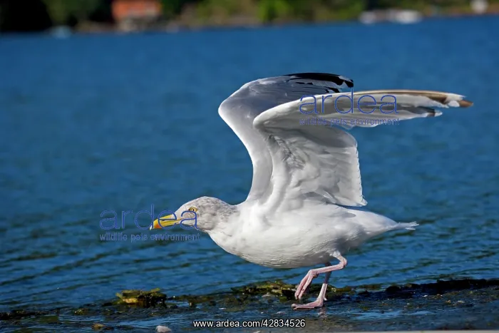 : Herring Gull - Adult taking off at lake : Herring Gull - Adult taking off at lake