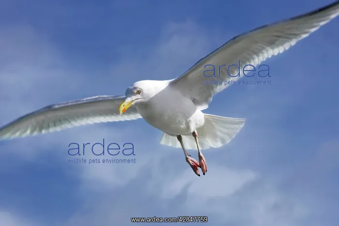 : Herring Gull - in air : Herring Gull - in air