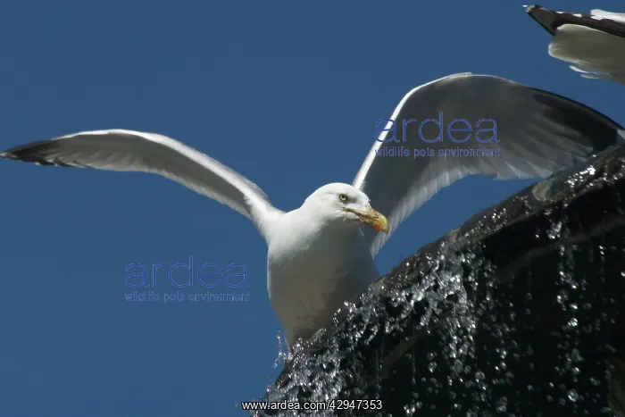 : Herring Gull - Bathing in the fountain near The Pavilion : Herring Gull - Bathing in the fountain near The Pavilion
