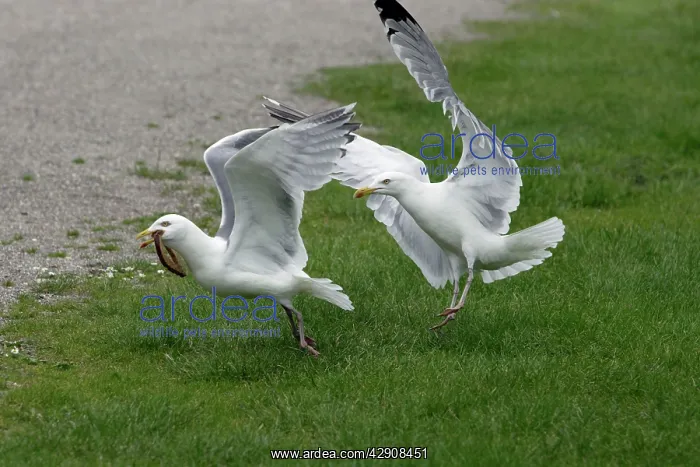 : Herring Gull - Two birds fighting over food : Herring Gull - Two birds fighting over food
