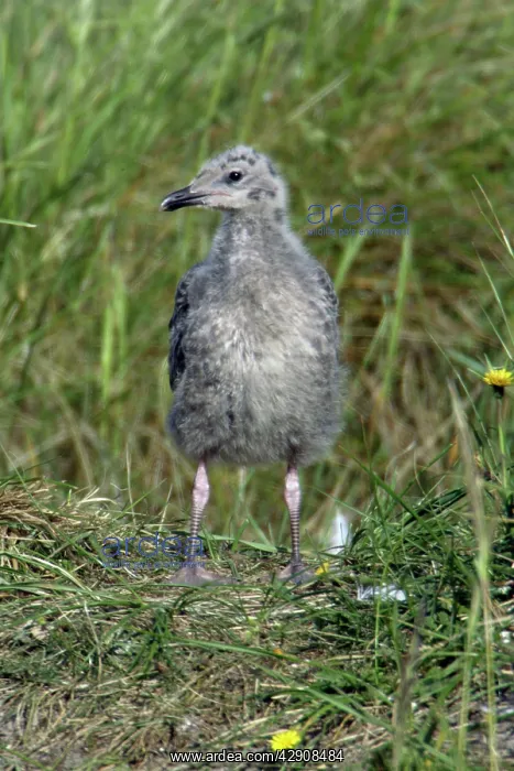 : Herring Gull - Chick waiting for return of parent bird : Herring Gull - Chick waiting for return of parent bird