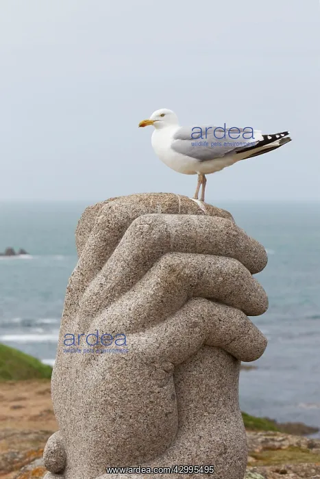 : Herring Gull - on Corbiere Memorial Sculpture : Herring Gull - on Corbiere Memorial Sculpture