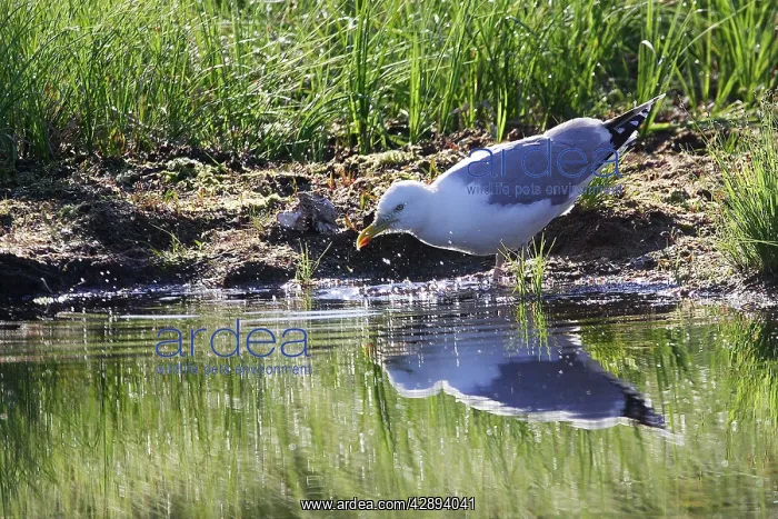  : Herring Gull - drinking