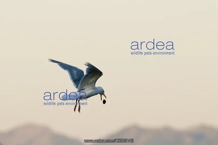 : Herring Gull Dropping Clam : Herring Gull Dropping Clam