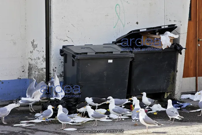: Herring Gull - around dustbin : Herring Gull - around dustbin