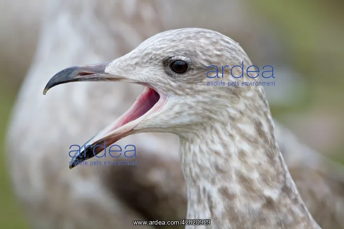 : Herring Gull - first winter bird - calling : Herring Gull - first winter bird - calling