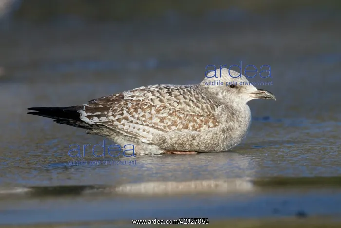 : Herring Gull - first winter bird - on ice : Herring Gull - first winter bird - on ice