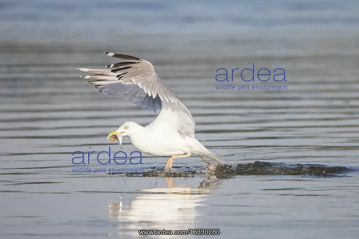: Herring Gull Fish : Herring Gull Fish