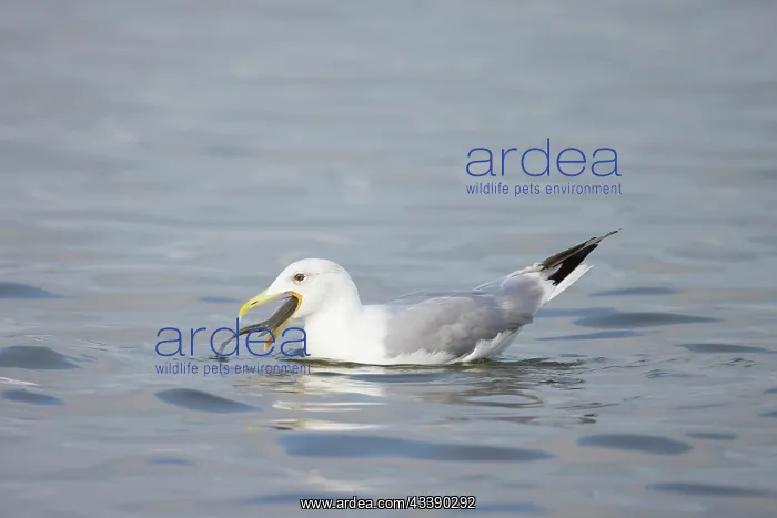 : Herring Gull Fish : Herring Gull Fish