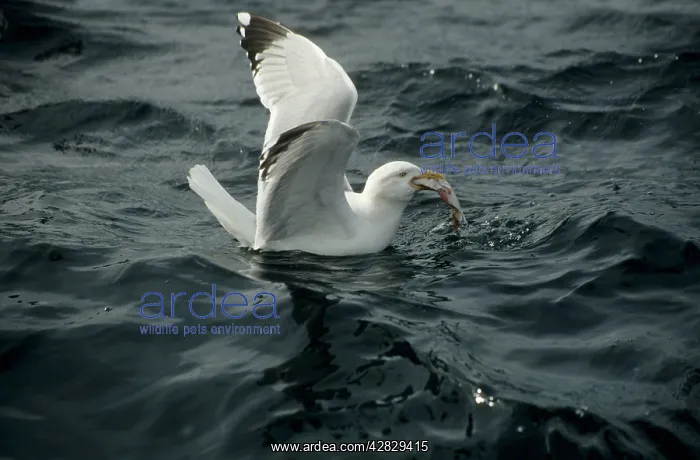 : Herring Gull - With fish at sea : Herring Gull - With fish at sea