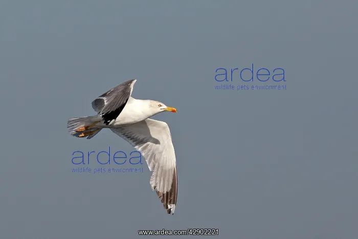 : Herring Gull - in flight : Herring Gull - in flight