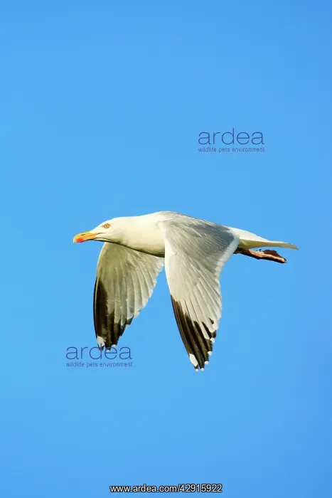 : Herring Gull - in flight : Herring Gull - in flight