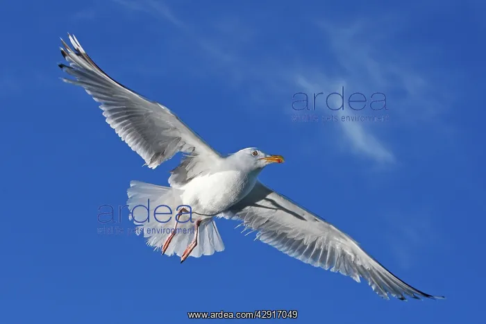 : Herring Gull - in flight : Herring Gull - in flight