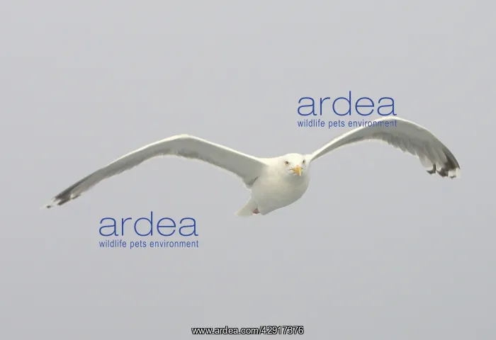 : Herring Gull - in flight : Herring Gull - in flight