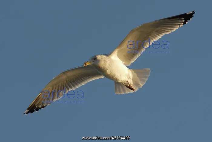 : Herring Gull In Flight : Herring Gull In Flight