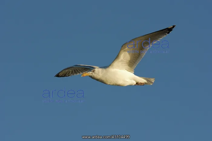 : Herring Gull In Flight : Herring Gull In Flight
