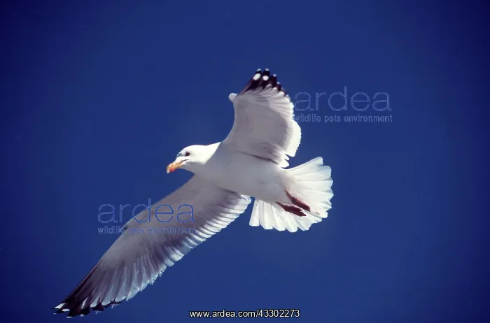 : HERRING GULL - in flight : HERRING GULL - in flight