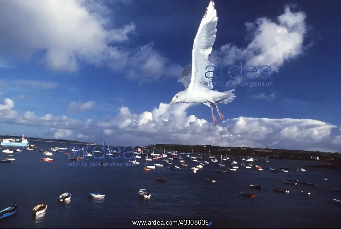 : HERRING GULL IN FLIGHT : HERRING GULL IN FLIGHT