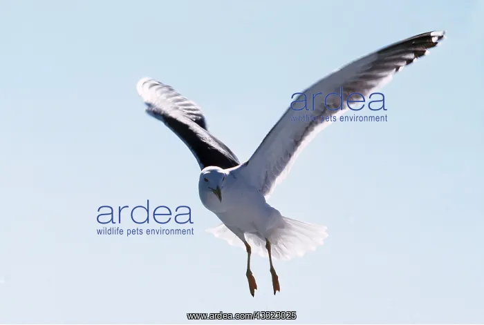 : HERRING GULL - IN FLIGHT : HERRING GULL - IN FLIGHT