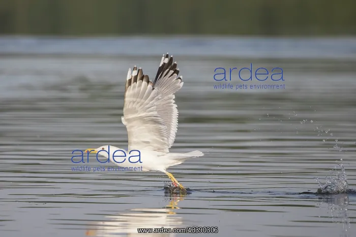 : Herring Gull flight : Herring Gull flight