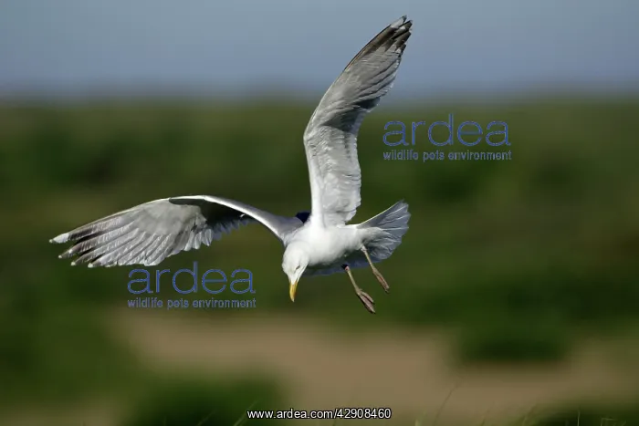 : Herring Gull - In flight, about to land : Herring Gull - In flight, about to land