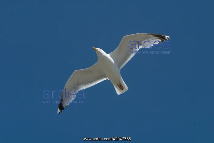 : Herring Gull - In flight, Soaring above Brighton Beach : Herring Gull - In flight, Soaring above Brighton Beach